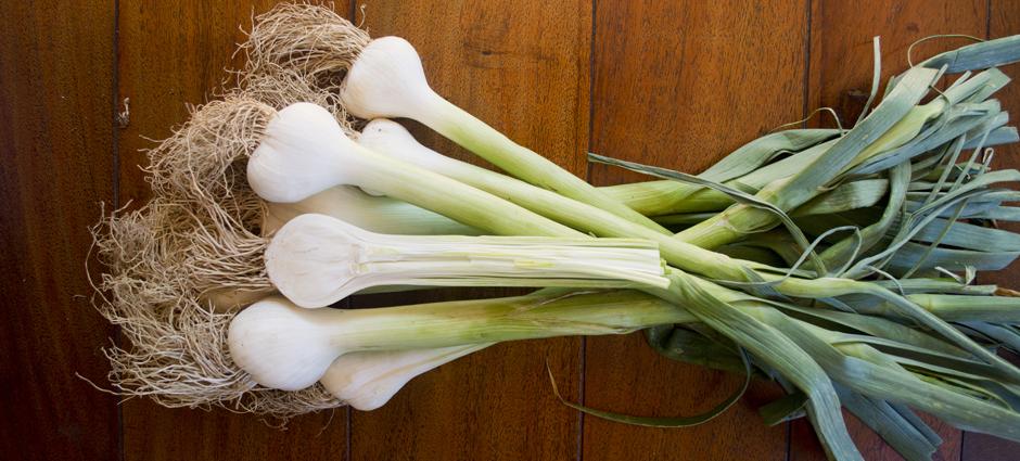 Garlic (1)