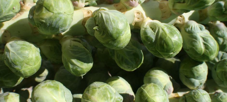 Brussel Sprouts (1)