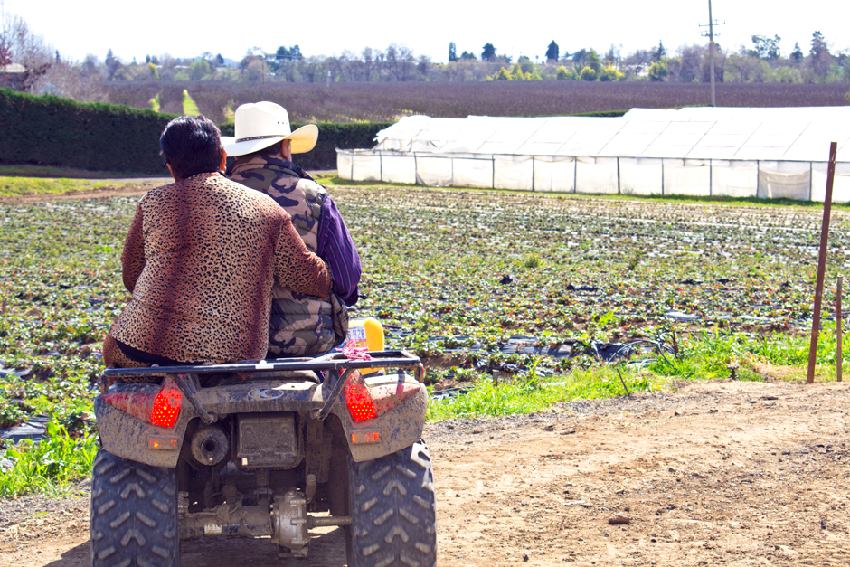 Medina Berry Farm