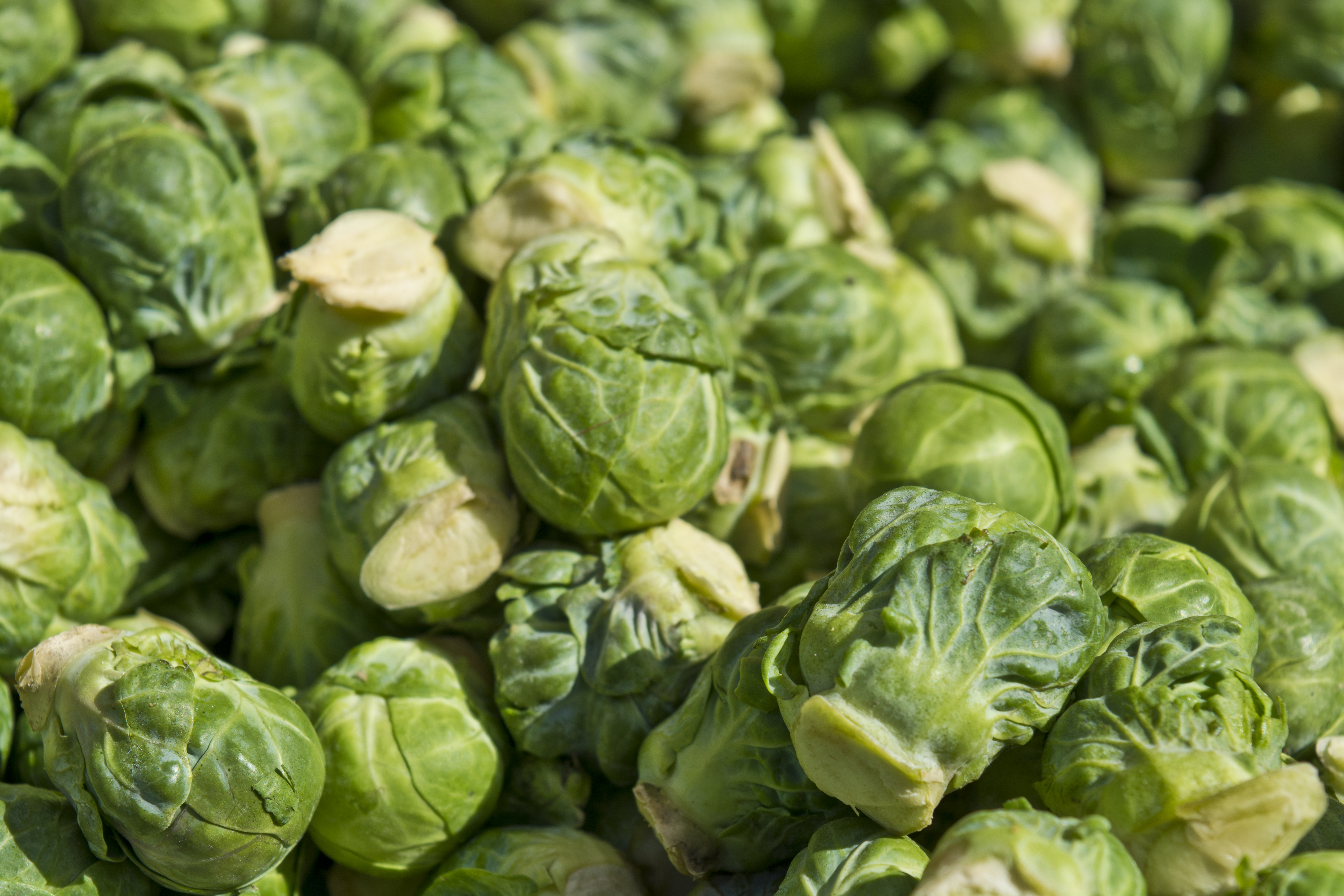 sprouts