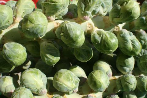 Iacopi Farms | PCFMA