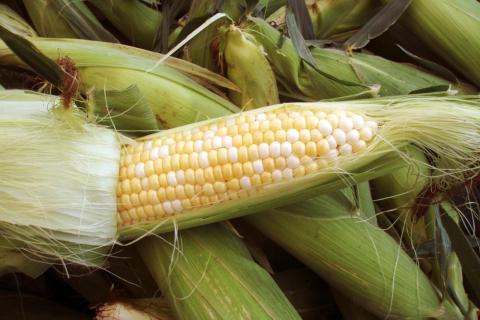 Simoni and Massoni Farms | PCFMA