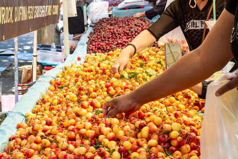 Customers reaching for large bins of cherries at the farmers' market