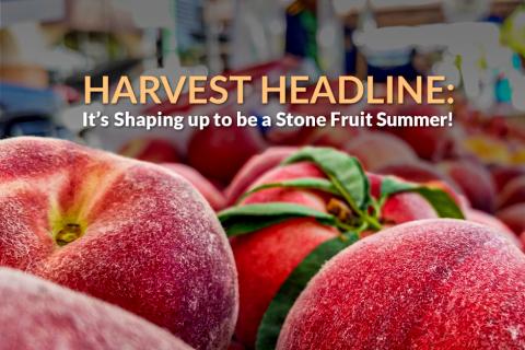 Harvest Headline Stone Fruit