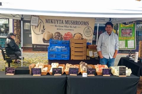 Mikuyta Mushrooms