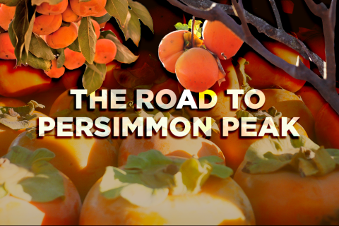 The Road to Persimmon Peak