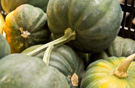 AcornSquash (1)