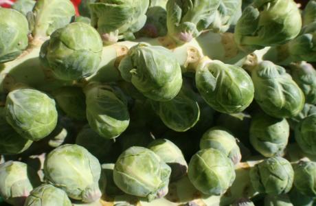 Brussel Sprouts (1)
