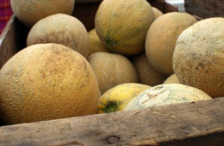 Cantaloupe (1)