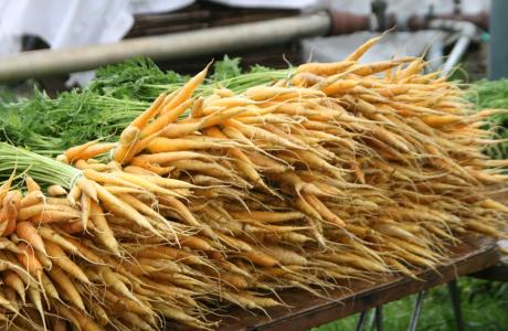 Carrots (1)