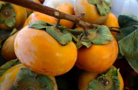 Persimmons (1)