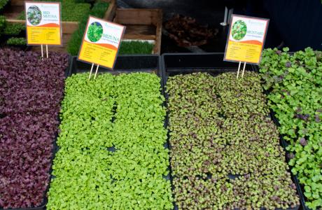 Microgreens