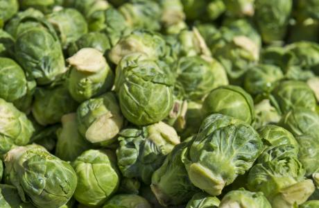 sprouts