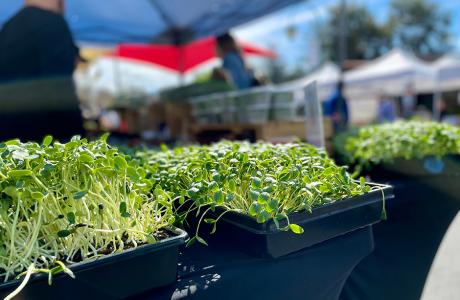 Microgreens at Market 0