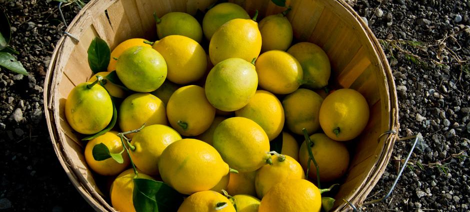 Lemons (1)