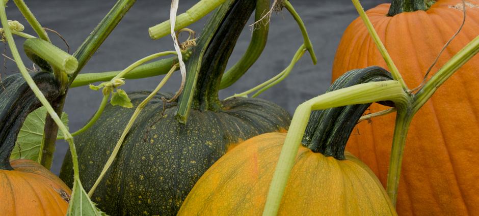 cozzolino pumpkins