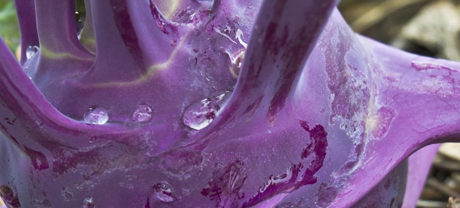 purple kohlrabi