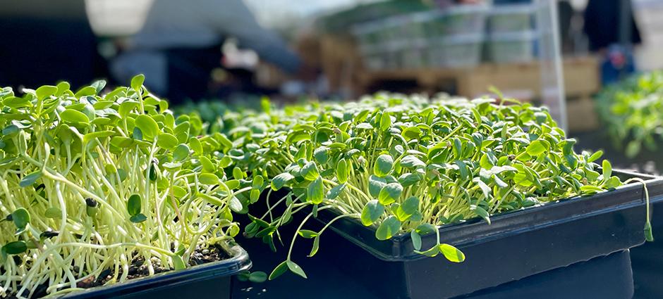Microgreens