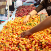 Customers reaching for large bins of cherries at the farmers' market