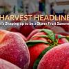 Harvest Headline Stone Fruit