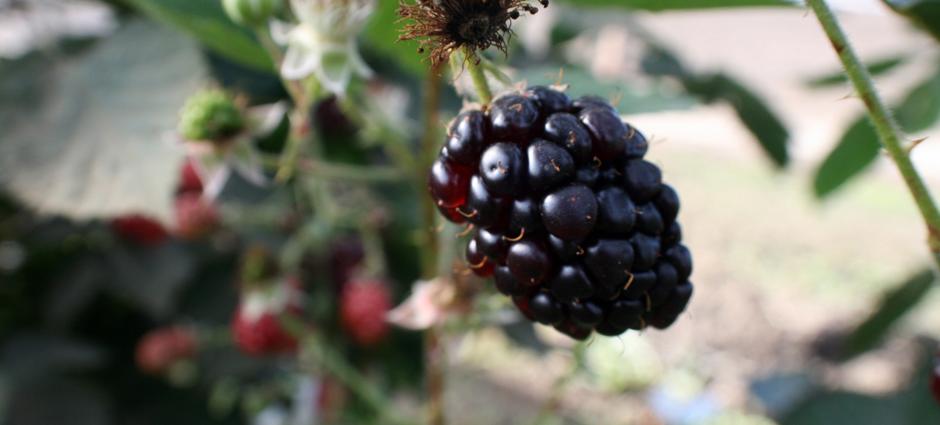 Blackberries (3)