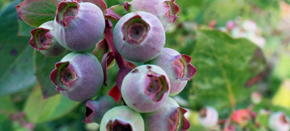 Blueberries (3)