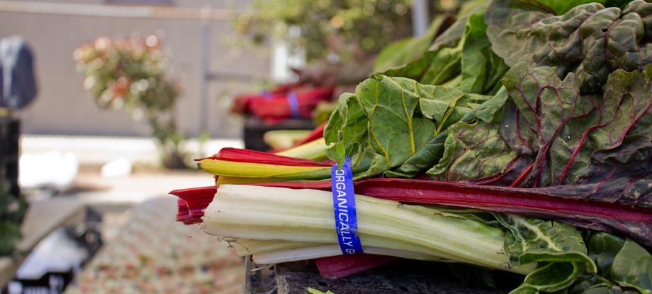 Chard | PCFMA