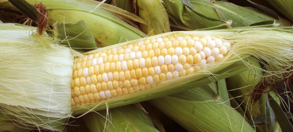 Corn (1)