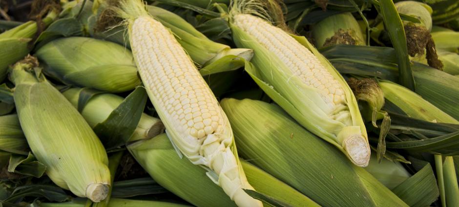 Corn (4)