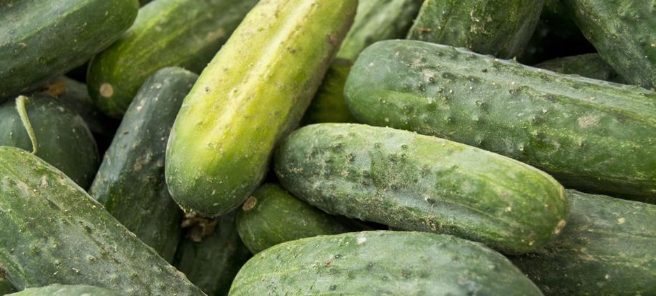 Cucumber (2)