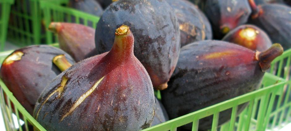 Figs | PCFMA