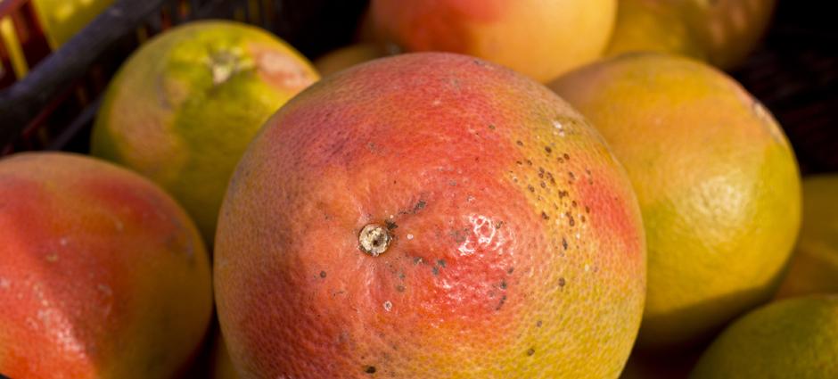 Grapefruit | PCFMA