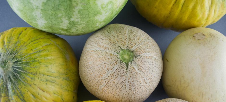 Melons | PCFMA