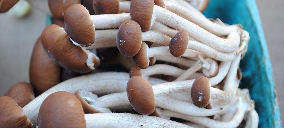 Mushrooms (2)