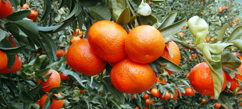 Oranges (3)