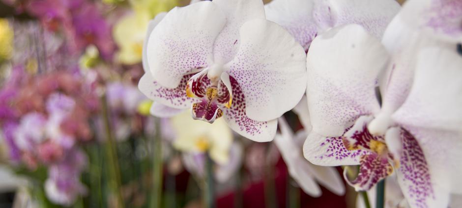Orchids (3)