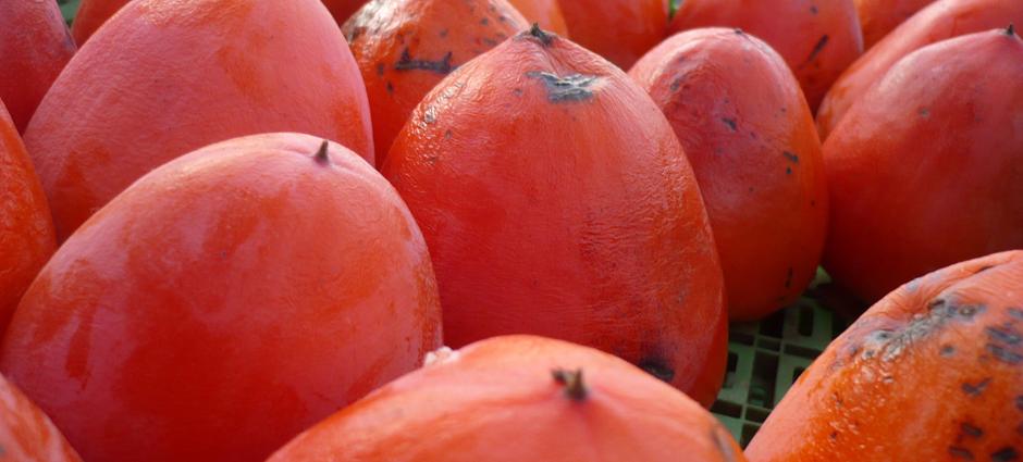 Persimmons | PCFMA