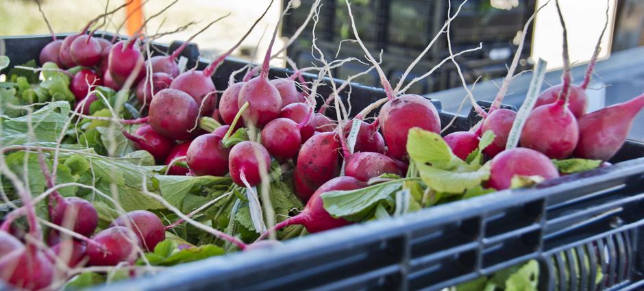 Radishes (1)