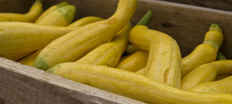 Summer Squash (1)