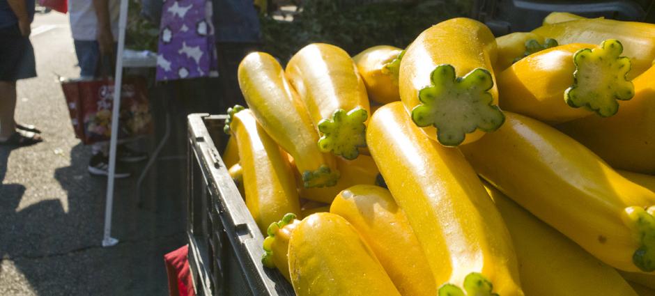 Summer Squash (4)