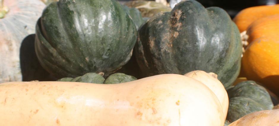 WinterSquash (5)