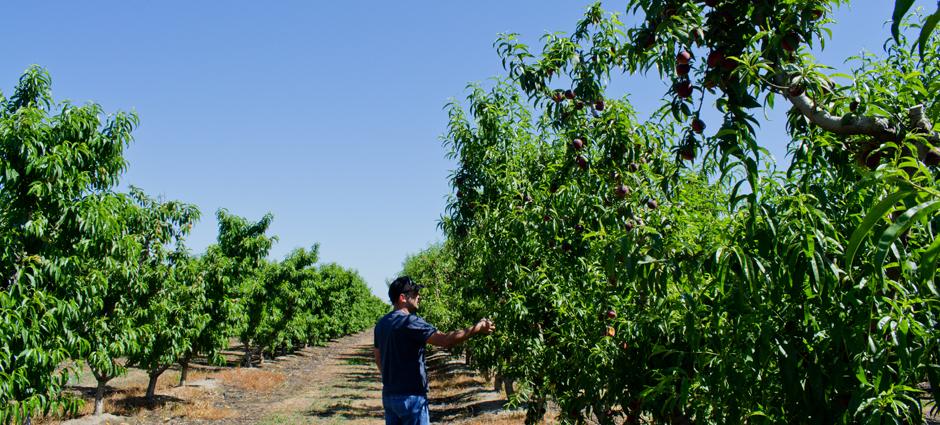 J&J Ramos Farms