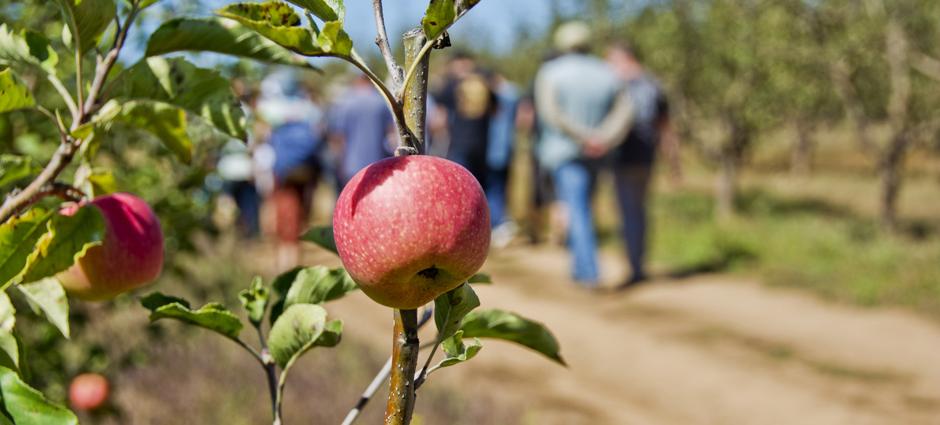 Prevedelli Farms