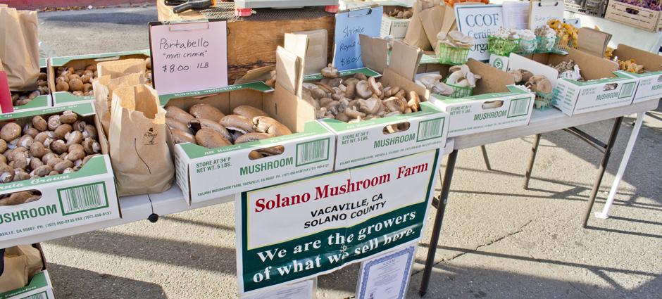 Solano Mushroom Farm