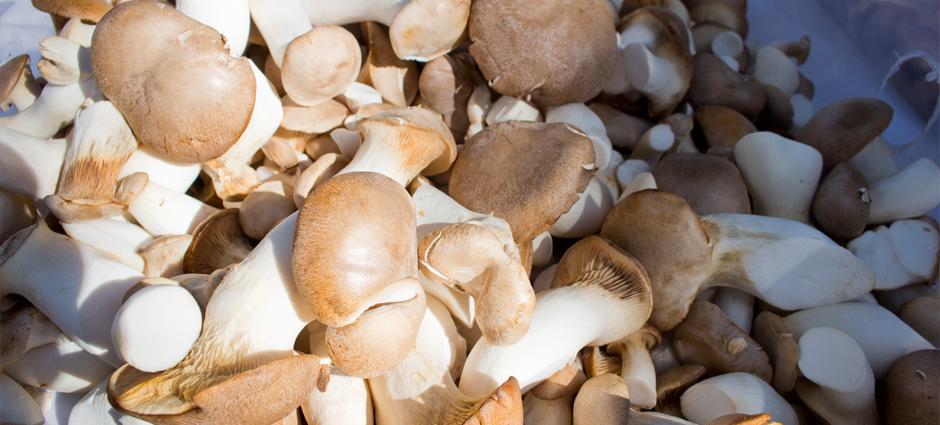 Funguys Mushrooms
