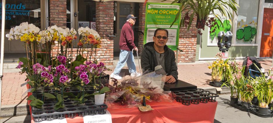 MGM Orchids