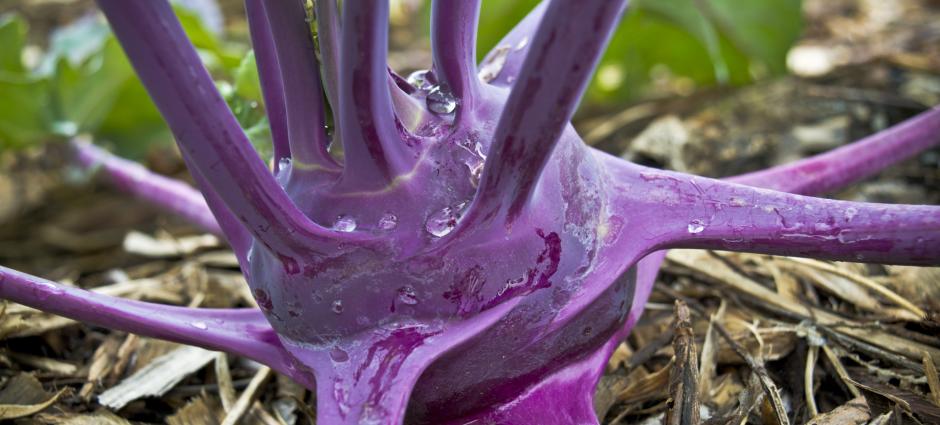 purple kohlrabi