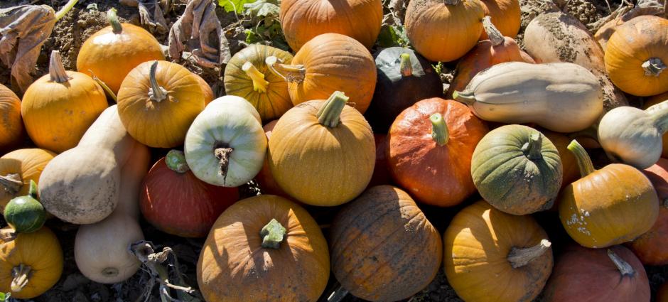 mixed pumpkins