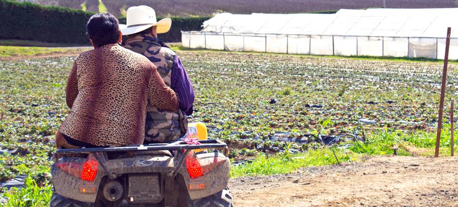 Medina Berry Farm