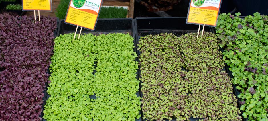 Microgreens